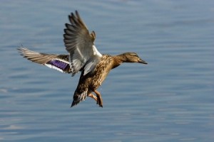 The female of a wild duck carries out landing