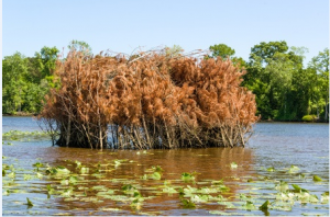 Duck Hunting Blind