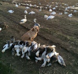Snow Goose