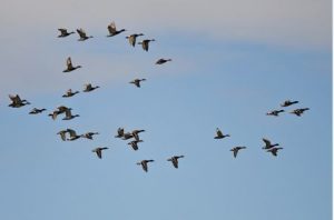 Ducks