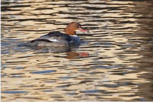 Merganser Bird