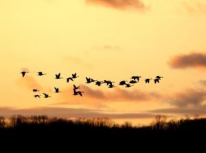 Canada Goose 